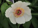 Le Printemps peony photo