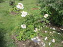 Rock's US peony photo