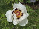 Rock's US peony photo