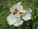 Rock's US peony photo