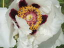 Rock's US peony photo