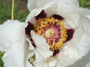 Rock's US peony photo