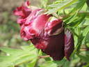 Black Panther peony photo
