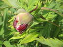 Black Panther peony photo