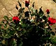 Sunrosa Red™ rose photo