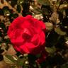 Sunrosa Red™ rose photo
