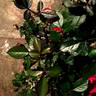 Sunrosa Red™ rose photo