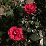 Sunrosa Red™ rose photo
