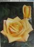 Annabella ® rose photo