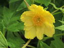 Ludlowii peony photo
