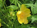 Ludlowii peony photo