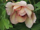 Argonaut peony photo