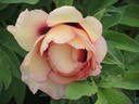 Argonaut peony photo