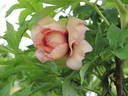 Argonaut peony photo