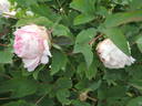 Fragrans Maxima Plena peony photo