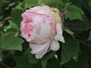 Fragrans Maxima Plena peony photo