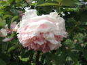 Fragrans Maxima Plena peony photo