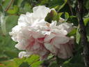 Fragrans Maxima Plena peony photo