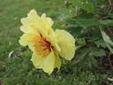 Golden Bowl peony photo