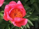 Flame peony photo