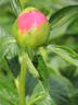 Pink Hawaiian Coral peony photo