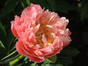Pink Hawaiian Coral peony photo