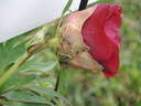 Black Pirate peony photo