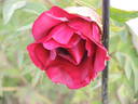 Black Pirate peony photo