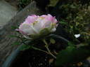 Spineless Roxburghii rose photo