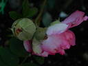 Spineless Roxburghii rose photo
