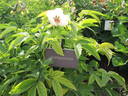 <i>P. wittmanniana</i> Hartwiss ex Lindl. synonym peony photo