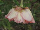 Madame Louis Henry peony photo