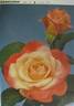 Asagumo rose photo