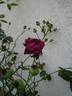 Burgundy Rambler rose photo
