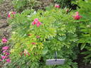 Coral Fay peony photo