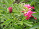 Coral Fay peony photo
