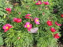 Anomala peony photo
