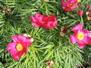 Anomala peony photo