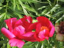 Anomala peony photo