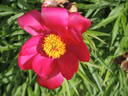 Anomala peony photo