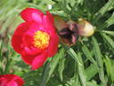 Anomala peony photo