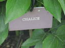 Chalice peony photo