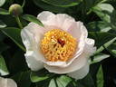 Chalice peony photo