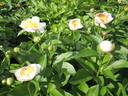 Chalice peony photo