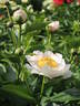 Chalice peony photo