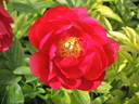 Alexander Woollcott peony photo