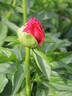 Blaze peony photo