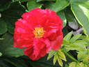 Alexander Woollcott peony photo