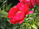 Alexander Woollcott peony photo