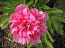 <i>P. officinalis</i> 'Rosea Plena' peony photo